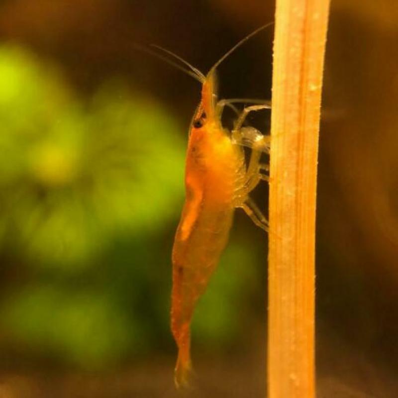 Oranje|orange sakura garnalen neocaridina