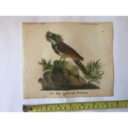 3 gravures Vogels 1835 Kolibri / Nachtzwaluw /blauwe drongo