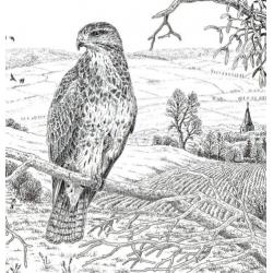 Buizerd