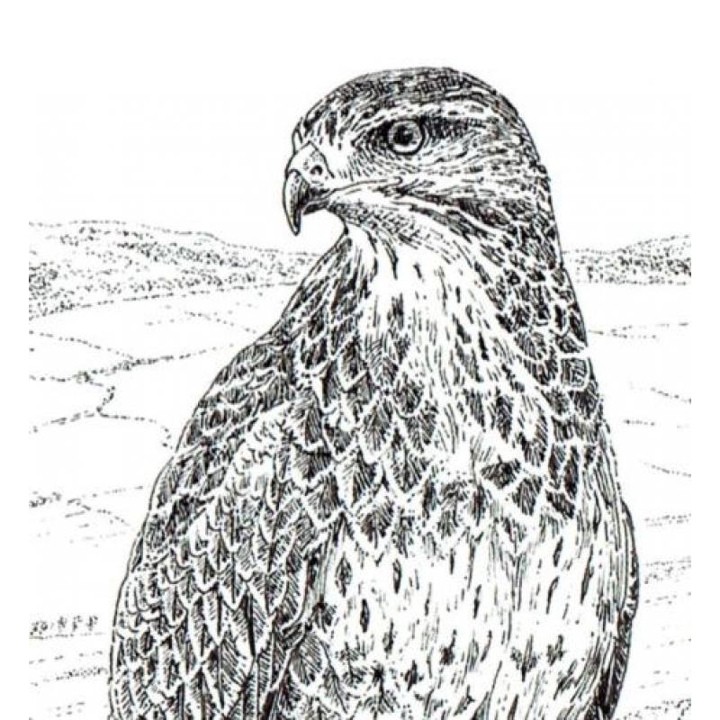 Buizerd