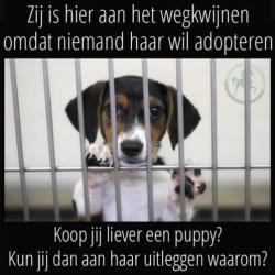 advies: Let op waar je je puppie, puphondje koopt