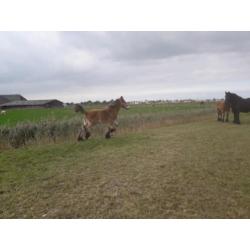 Belgisch trekpaarden NIEUWE FOTO'S