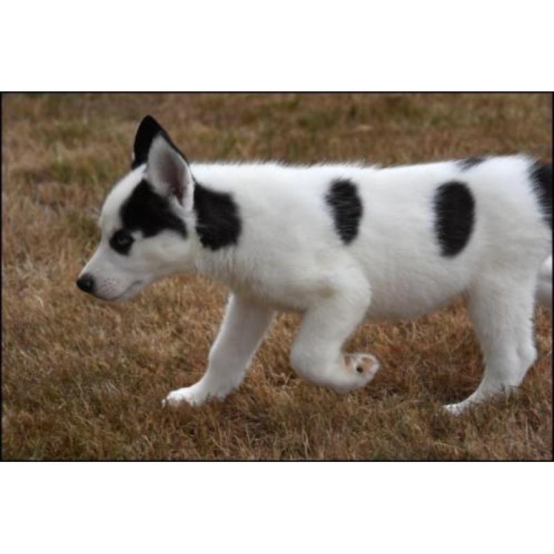 Husky pups