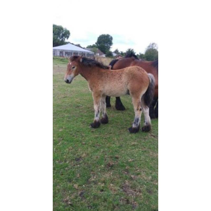 Belgisch trekpaarden NIEUWE FOTO'S