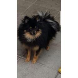 Mooie Pomchi teefje 6 halve week oud inge en ontw en geshipt