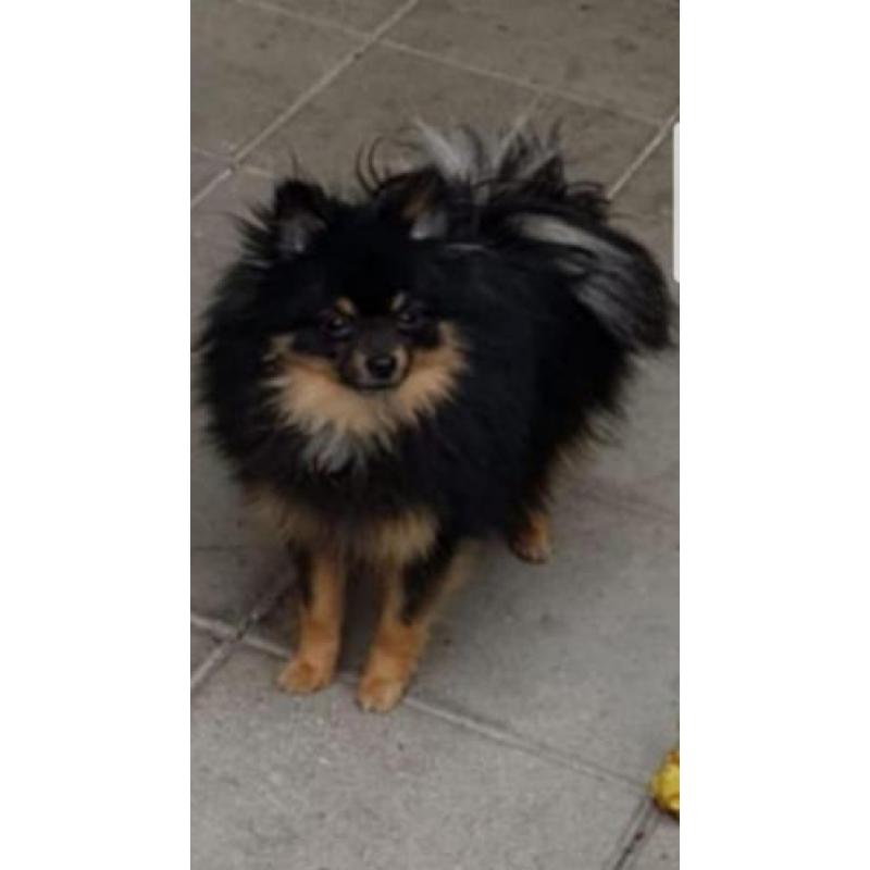 Mooie Pomchi teefje 6 halve week oud inge en ontw en geshipt