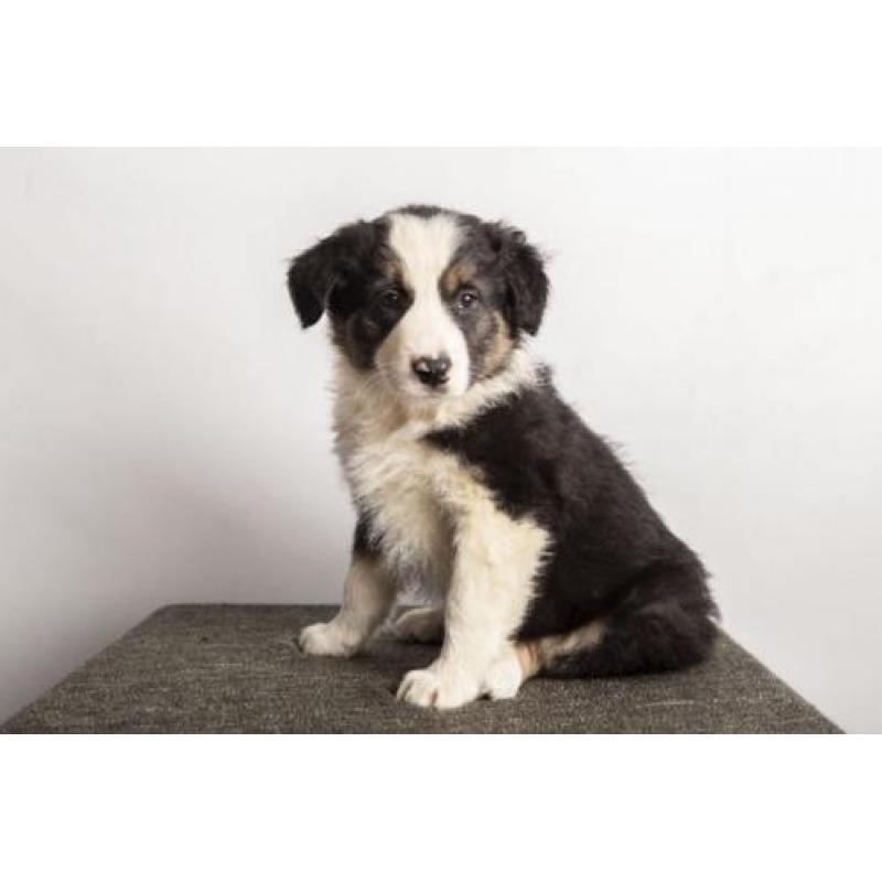 Border collie pup "Bailey"