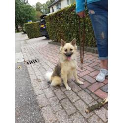 Kruising keeshond eurasier