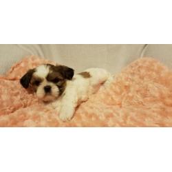 Shih tzu pups