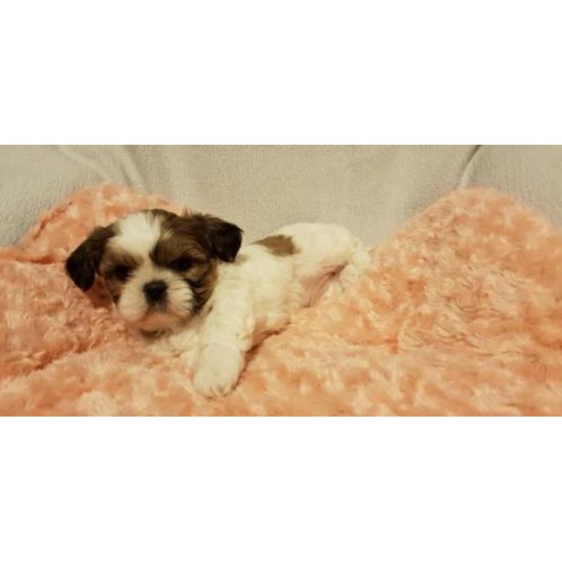 Shih tzu pups