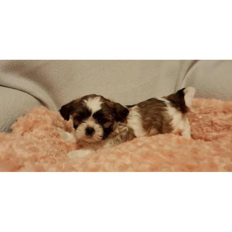 Shih tzu pups