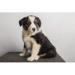 Border collie pup "Bailey"