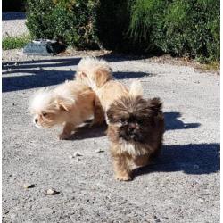 Hele leuke shih tzu x pekingnees pups