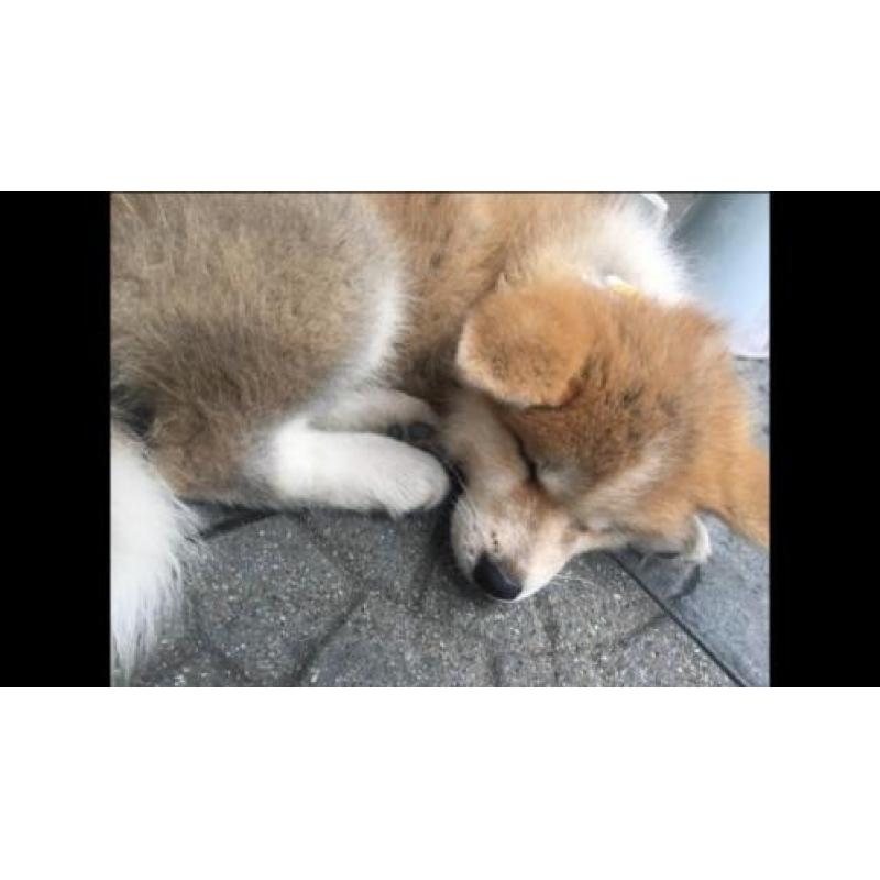 Japanse akita pup