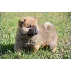 Chow chow pups