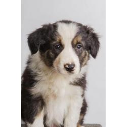 Border collie pup "Bailey"