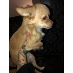 Chihuahua blond reutje te koop