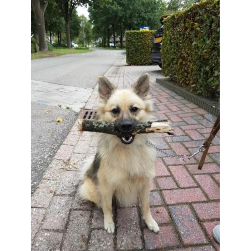 Kruising keeshond eurasier