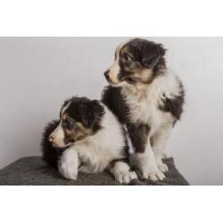 Border collie pup "Bailey"