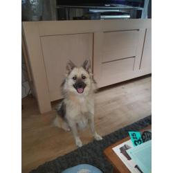 Kruising keeshond eurasier