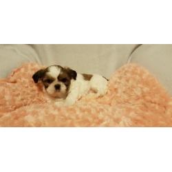 Shih tzu pups