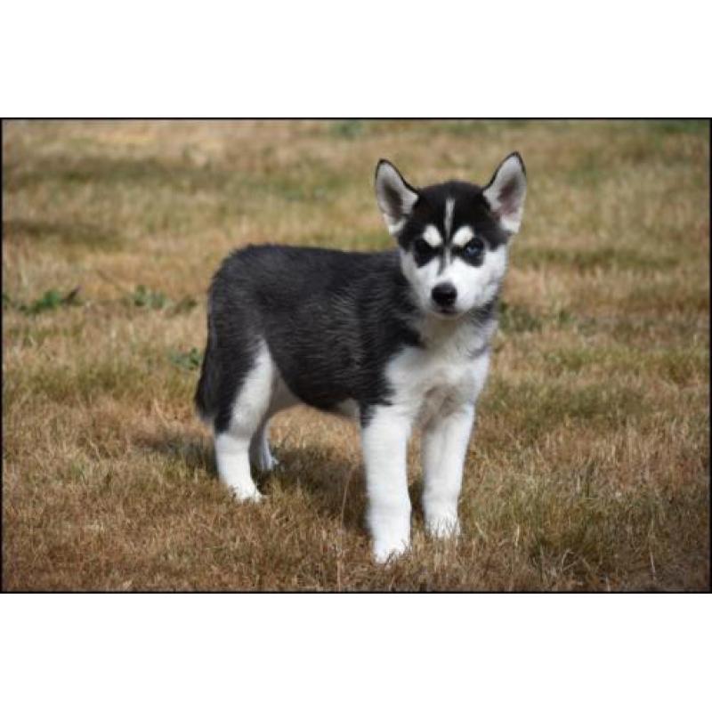 Husky pups