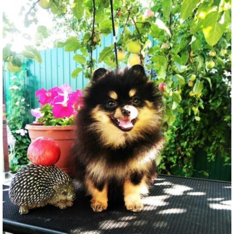 Prachtig Teefje Pomeranian/Pomeriaan/Dwergkeesje/ FCI