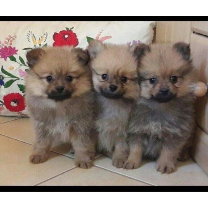 Pomeranian en mini dwergkeesjes mooie keuze