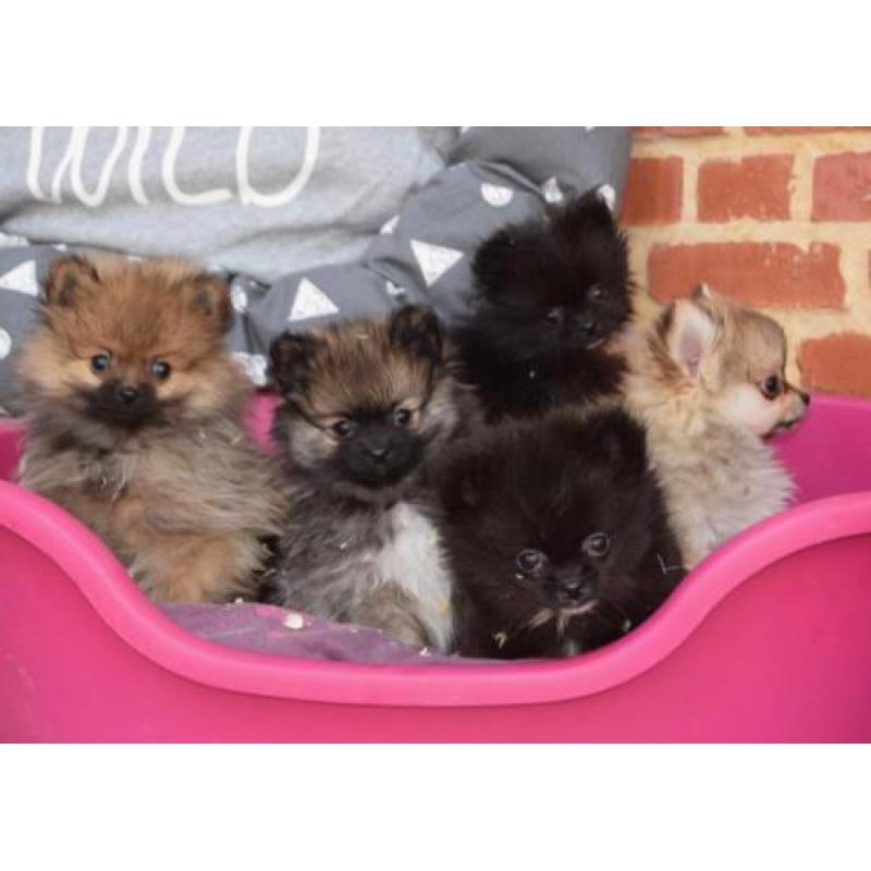 Pomeranian en mini dwergkeesjes mooie keuze