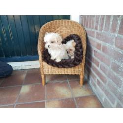 Hele leuke shih tzu x pekingnees pups