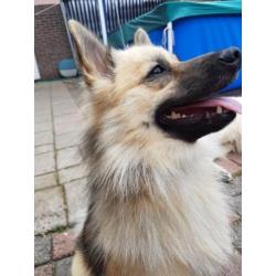 Kruising keeshond eurasier