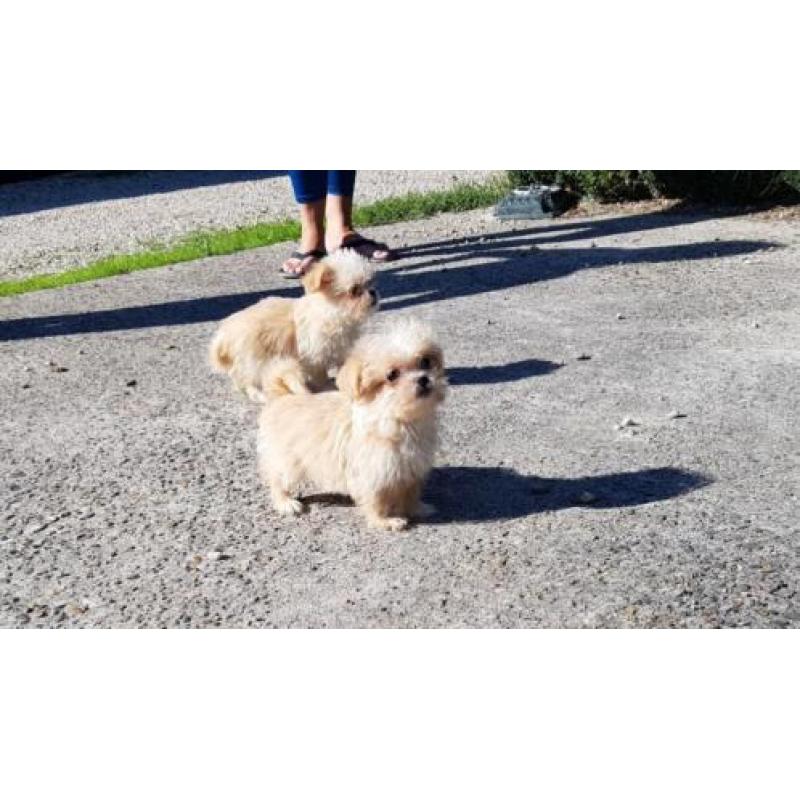 Hele leuke shih tzu x pekingnees pups