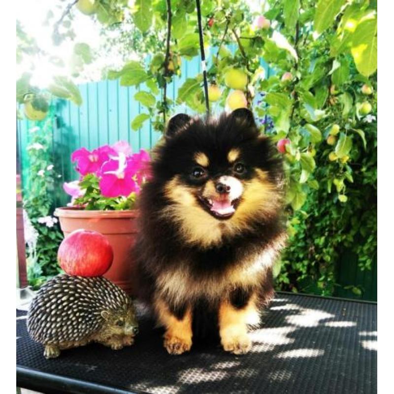 Prachtig Teefje Pomeranian/Pomeriaan/Dwergkeesje/ FCI