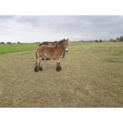 Belgisch trekpaarden NIEUWE FOTO'S