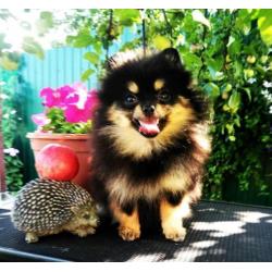 Prachtig Teefje Pomeranian/Pomeriaan/Dwergkeesje/ FCI