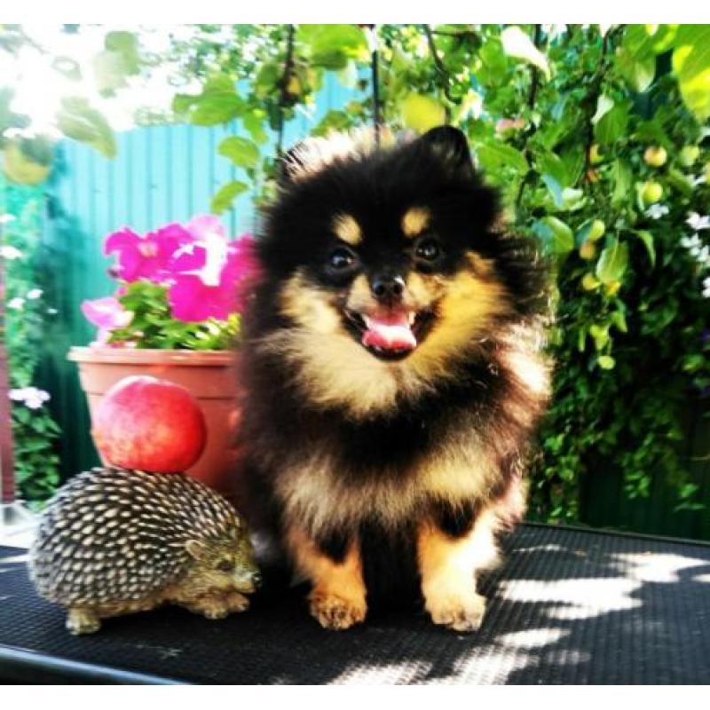 Prachtig Teefje Pomeranian/Pomeriaan/Dwergkeesje/ FCI